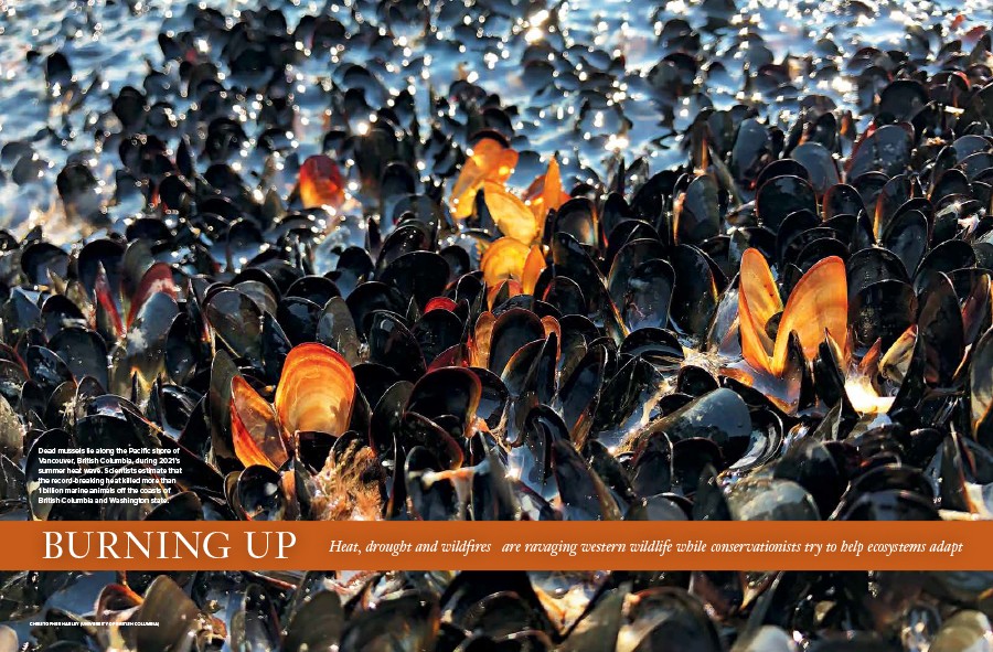 Dead mussels lie along the Pacific shore of Vancouver, British Columbia, during 2021’s summer heat wave.